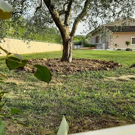 Le Mammole
